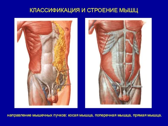 КЛАССИФИКАЦИЯ И СТРОЕНИЕ МЫШЦ направление мышечных пучков: косая мышца, поперечная мышца, прямая мышца.