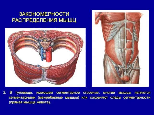 ЗАКОНОМЕРНОСТИ РАСПРЕДЕЛЕНИЯ МЫШЦ 2. В туловище, имеющем сегментарное строение, многие