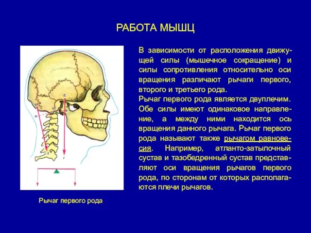 РАБОТА МЫШЦ В зависимости от расположения движу-щей силы (мышечное сокращение)