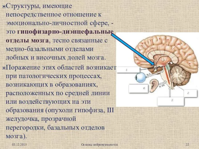 Структуры, имеющие непосредственное отношение к эмоционально-личностной сфере, - это гипофизарно-диэнцефальные