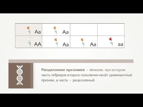 Aa Aa aa Aa Aa AA Расщепление признаков — явление,