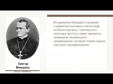 Грегор Мендель 1822–1884 гг. Во времена Менделя строение и развитие половых клеток ещё