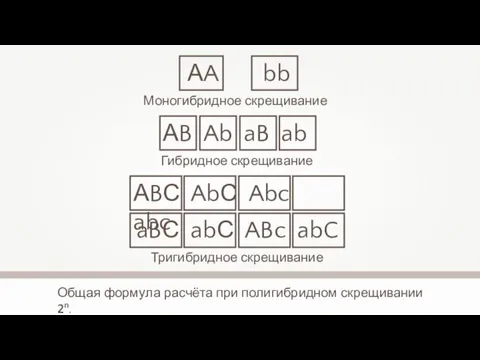 Общая формула расчёта при полигибридном скрещивании 2n. АA Моногибридное скрещивание АB Ab aB
