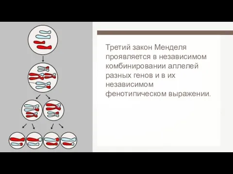 Третий закон Менделя проявляется в независимом комбинировании аллелей разных генов и в их независимом фенотипическом выражении.