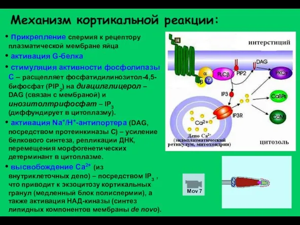 Механизм кортикальной реакции: прикрепление спермия к рецептору плазматической мембране яйца