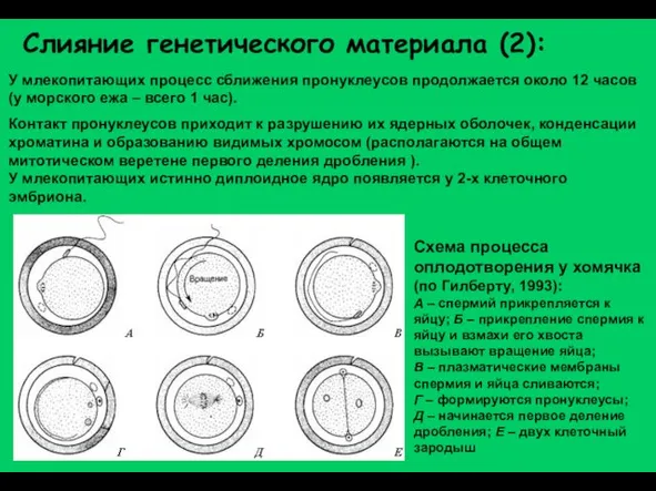 Слияние генетического материала (2): У млекопитающих процесс сближения пронуклеусов продолжается