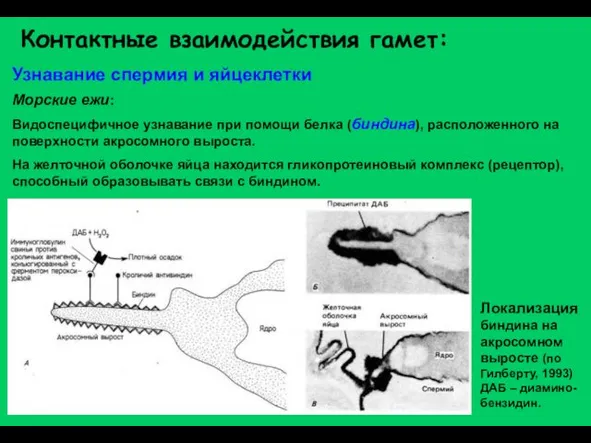 Контактные взаимодействия гамет: Узнавание спермия и яйцеклетки Морские ежи: Видоспецифичное