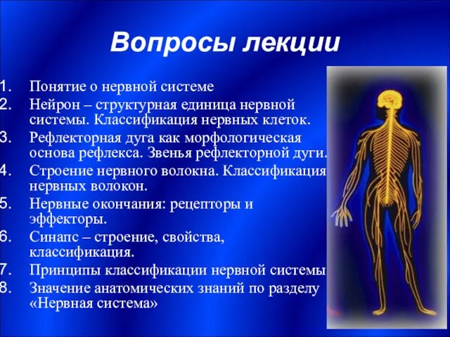 Вопросы лекции Понятие о нервной системе Нейрон – структурная единица