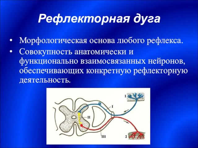 Рефлекторная дуга Морфологическая основа любого рефлекса. Совокупность анатомически и функционально взаимосвязанных нейронов, обеспечивающих конкретную рефлекторную деятельность.