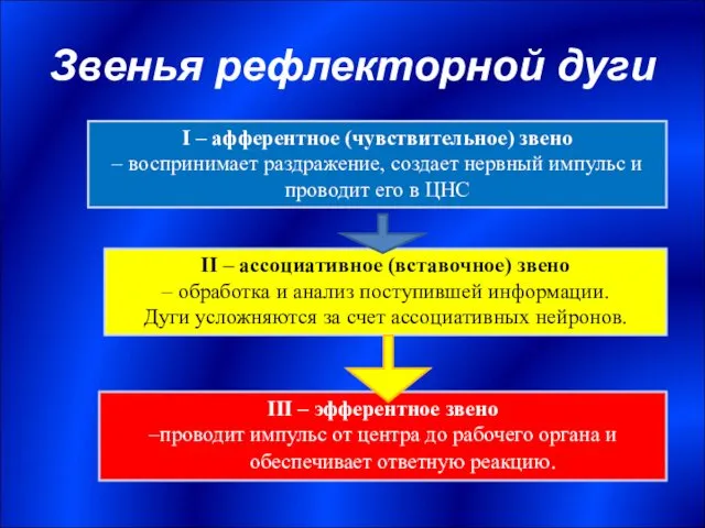 Звенья рефлекторной дуги I – афферентное (чувствительное) звено – воспринимает