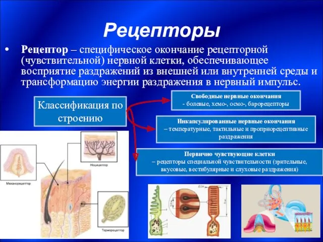 Рецепторы Рецептор – специфическое окончание рецепторной (чувствительной) нервной клетки, обеспечивающее