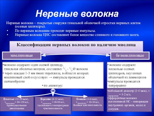 Нервные волокна Нервные волокна – покрытые снаружи глиальной оболочкой отростки