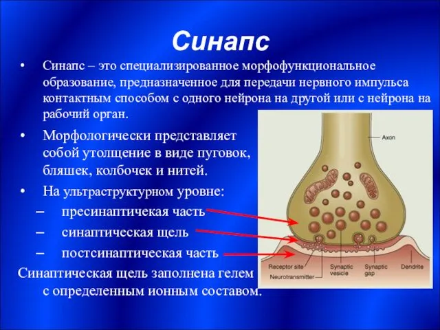 Синапс Морфологически представляет собой утолщение в виде пуговок, бляшек, колбочек