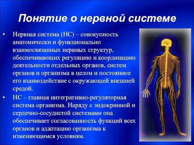 Понятие о нервной системе Нервная система (НС) – совокупность анатомически