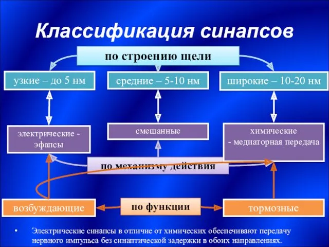 Классификация синапсов по строению щели узкие – до 5 нм