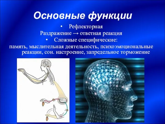 Основные функции Рефлекторная Раздражение → ответная реакция Сложные специфические: память,