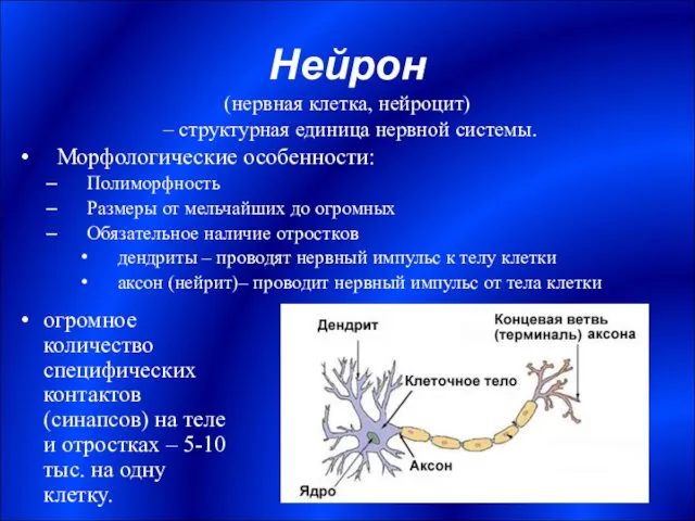 Нейрон Морфологические особенности: Полиморфность Размеры от мельчайших до огромных Обязательное