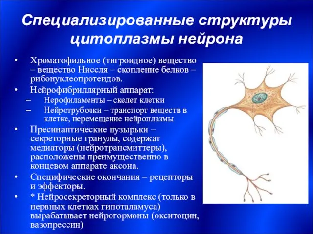 Специализированные структуры цитоплазмы нейрона Хроматофильное (тигроидное) вещество – вещество Ниссля