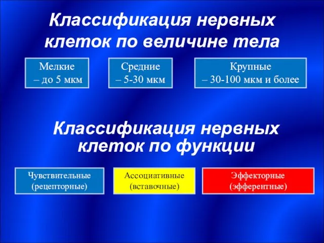 Классификация нервных клеток по величине тела Мелкие – до 5