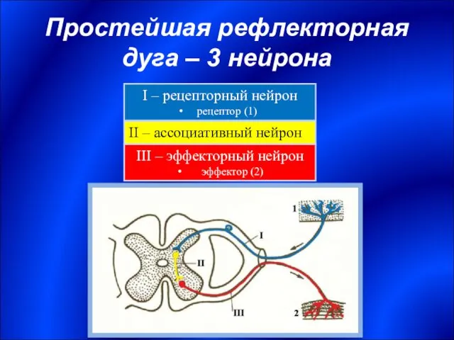 Простейшая рефлекторная дуга – 3 нейрона I – рецепторный нейрон