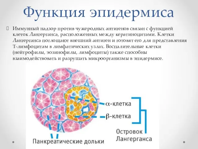 Функция эпидермиса Иммунный надзор против чужеродных антигенов связан с функцией