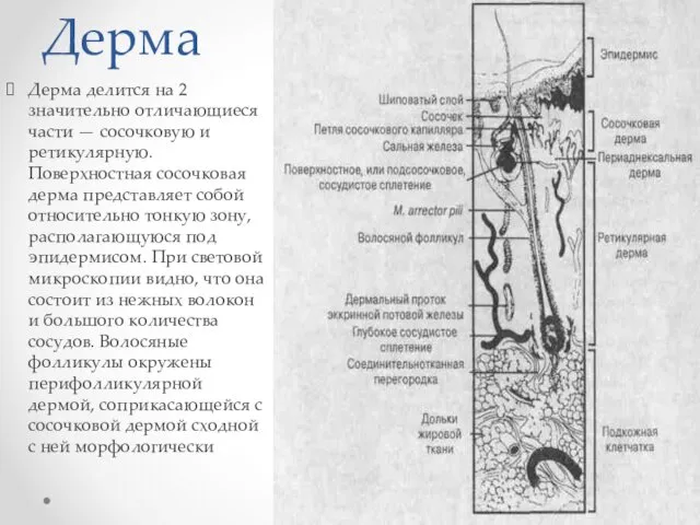 Дерма Дерма делится на 2 значительно отличающиеся части — сосочковую