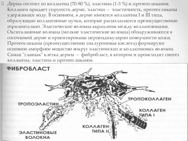 Дерма состоит из коллагена (70-80 %), эластина (1-3 %) и