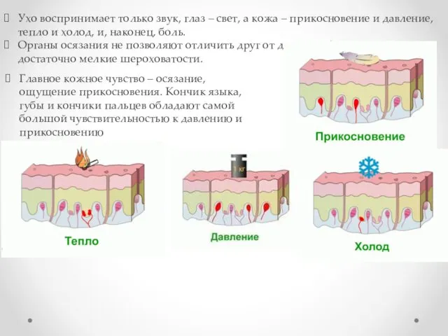 Ухо воспринимает только звук, глаз – свет, а кожа –