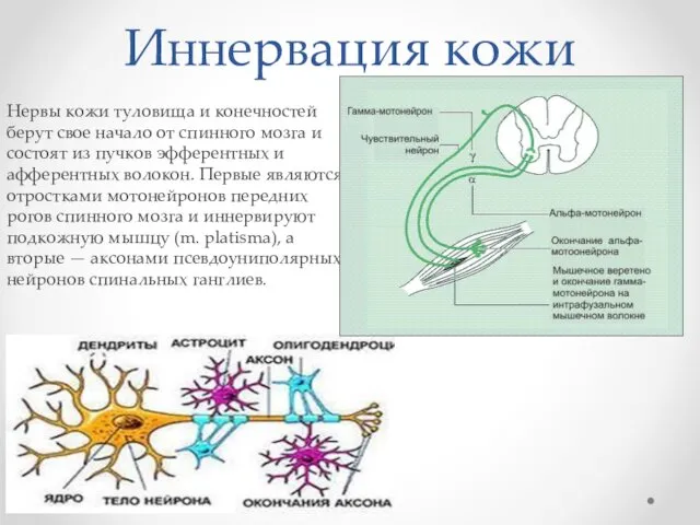 Иннервация кожи Нервы кожи туловища и конечностей берут свое начало