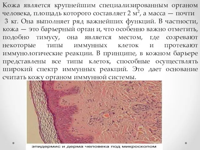 Кожа является крупнейшим специализированным органом человека, площадь которого составляет 2