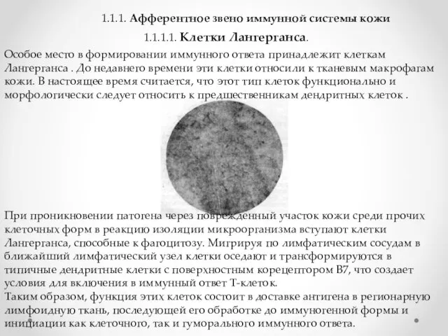 Особое место в формировании иммунного ответа принадлежит клеткам Лангерганса .