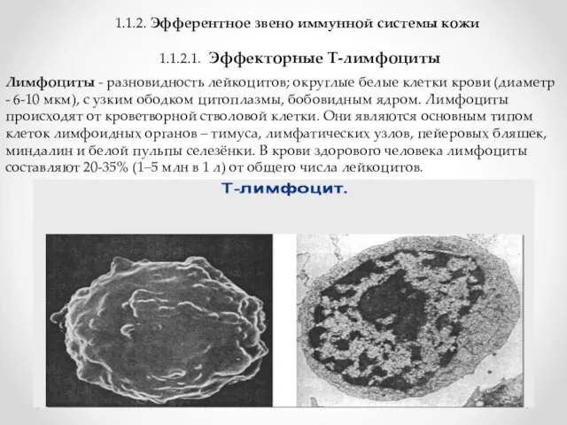 1.1.2. Эфферентное звено иммунной системы кожи 1.1.2.1. Эффекторные Т-лимфоциты Лимфоциты