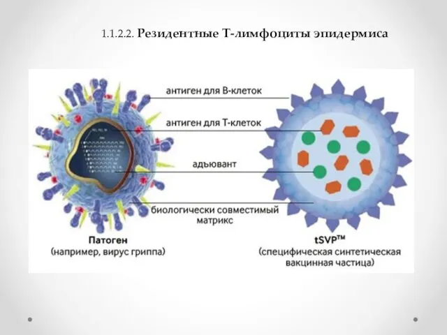 1.1.2.2. Резидентные Т-лимфоциты эпидермиса