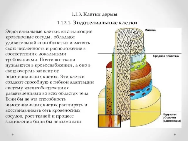 1.1.3. Клетки дермы 1.1.3.1. Эндотелиальные клетки Эндотелиальные клетки, выстилающие кровеносные