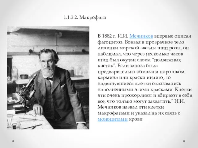 1.1.3.2. Макрофаги В 1882 г. И.И. Мечников впервые описал фагоцитоз.