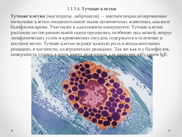 1.1.3.4. Тучные клетки Тучные клетки (мастоциты, лаброциты) — высокоспециализированные иммунные