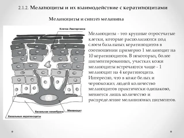 2.1.2. Меланоциты и их взаимодействие с кератиноцитами Меланоциты и синтез