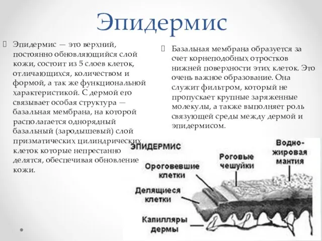 Эпидермис — это верхний, постоянно обновляющийся слой кожи, состоит из