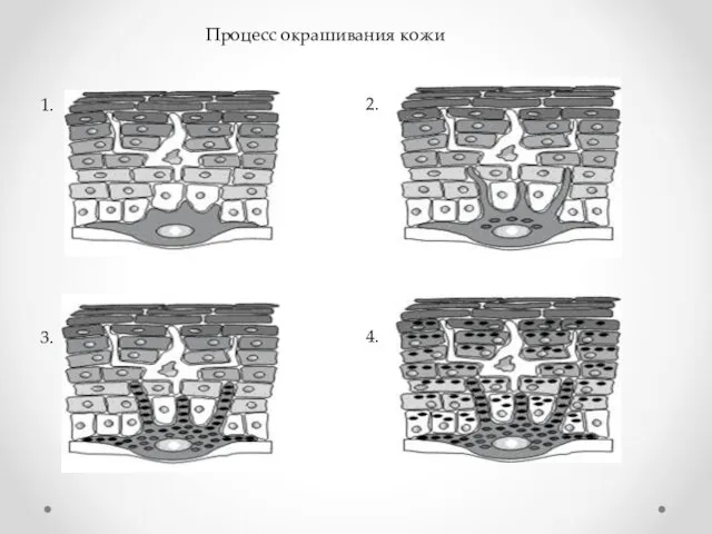 Процесс окрашивания кожи 1. 2. 3. 4.