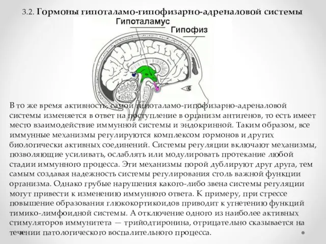 3.2. Гормоны гипоталамо-гипофизарно-адреналовой системы В то же время активность, самой