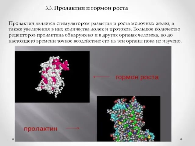 3.3. Пролактин и гормон роста Пролактин является стимулятором развития и