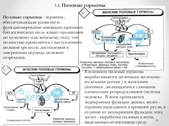 3.4. Половые гормоны. Половые гормоны - гормоны , обеспечивающие развитие