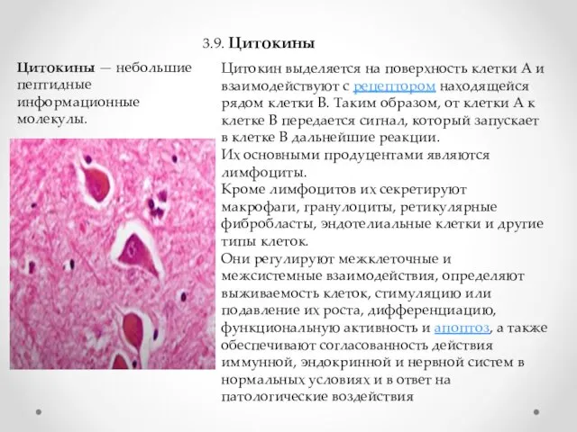 3.9. Цитокины Цитокины — небольшие пептидные информационные молекулы. Цитокин выделяется