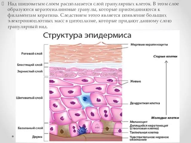 Над шиповатым слоем располагается слой гранулярных клеток. В этом слое