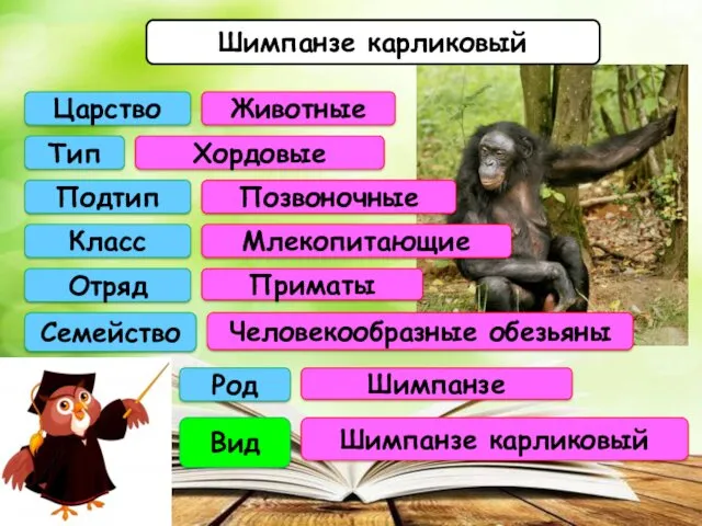 Шимпанзе карликовый Род Вид Семейство Отряд Класс Подтип Тип Царство Шимпанзе карликовый Шимпанзе