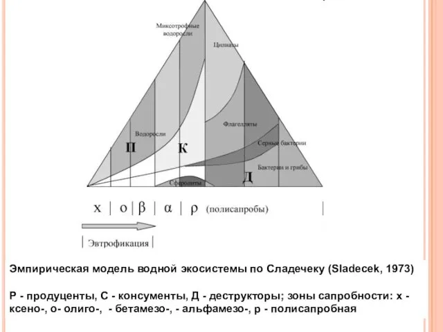 Эмпирическая модель водной экосистемы по Сладечеку (Sladecek, 1973) Р - продуценты, С -