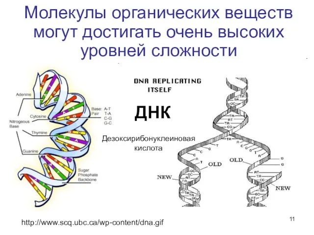 Молекулы органических веществ могут достигать очень высоких уровней сложности http://www.scq.ubc.ca/wp-content/dna.gif ДНК Дезоксирибонуклеиновая кислота