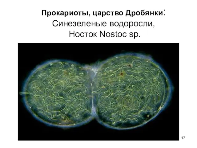 Прокариоты, царство Дробянки: Синезеленые водоросли, Носток Nostoc sp.