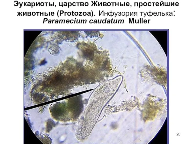 Эукариоты, царство Животные, простейшие животные (Protozoa). Инфузория туфелька: Paramecium caudatum Muller