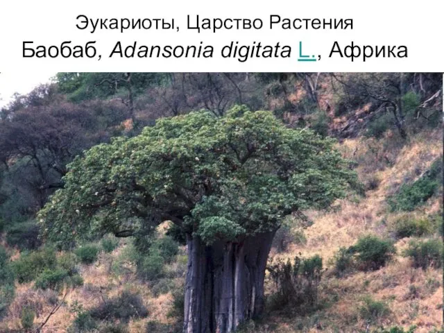 Эукариоты, Царство Растения Баобаб, Adansonia digitata L., Африка